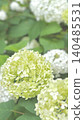 Round hydrangea flowers 140485531