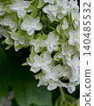 Hydrangea flower 140485532