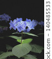 A photo of hydrangeas in the light. 140485533