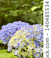 Hydrangea gradation 140485534