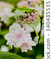 Pink hydrangea 140485535