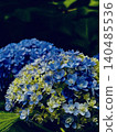 Hydrangea gradation 140485536
