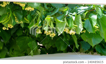 Linden tree blooms with delicate yellow flowers. Green leaves frame the blossoms naturally. Sunlight filters through the foliage Linden tree blooms with delicate yellow flowers. Green leaves frame the blossoms naturally. Sunlight filters through the foliage 140485615