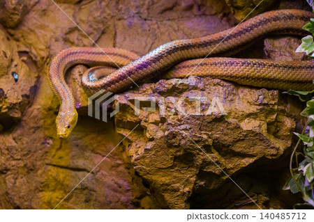 wild snake in the zoo 140485712