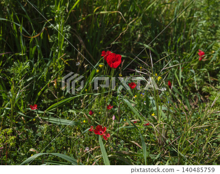Spring meadow with blooming red poppy flowers Spring meadow with blooming red poppy flowers 140485759