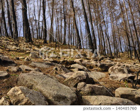 burnt trees in the forest burnt trees in the forest 140485760