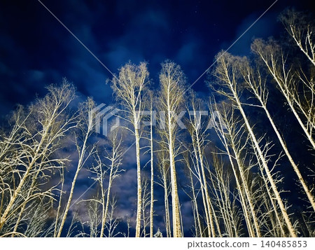 white tree tops in front of dark blue sky on winter day white tree tops in front of dark blue sky on winter day 140485853