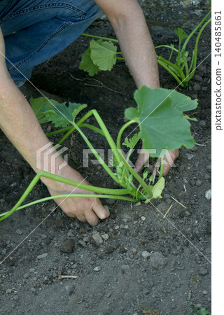 closeup of hands of man planting zucchini in a vegetable garden closeup of hands of man planting zucchini in a vegetable garden 140485861