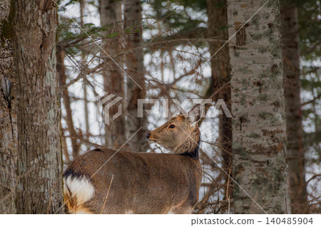 Ezo deer standing in the forest of Lake Akan Ezo deer standing in the forest of Lake Akan 140485904