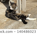 A stray cat basking in the sun while hunched over. 140486023