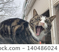 A cat yawning and looking at me 140486024