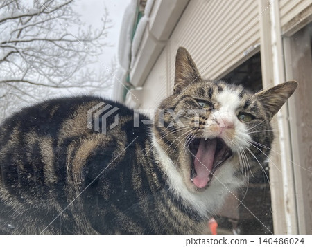 A cat yawning and looking at me A cat yawning and looking at me 140486024