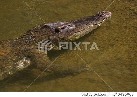 The crocodile is show head under the river The crocodile is show head under the river 140486065