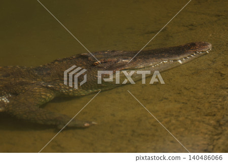 The crocodile is show head under the river 140486066