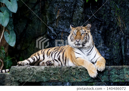 Close up bengal tiger is beautiful animal and dangerous in forest Close up bengal tiger is beautiful animal and dangerous in forest 140486072