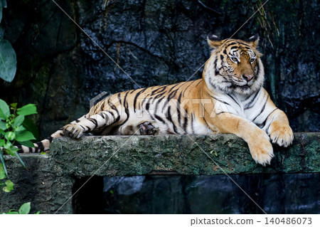 Close up bengal tiger is beautiful animal and dangerous in forest Close up bengal tiger is beautiful animal and dangerous in forest 140486073