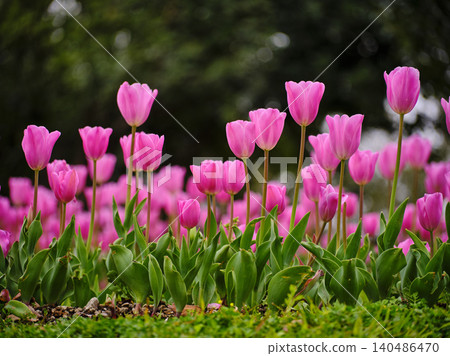 pink tulips in the nature park pink tulips in the nature park 140486470