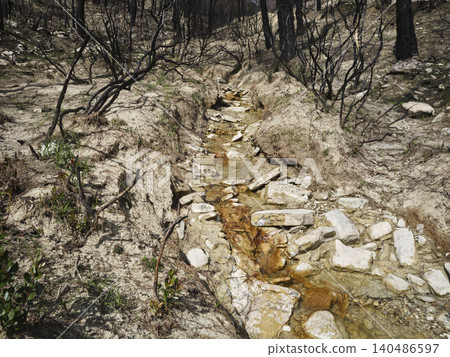 burnt trees in the forest burnt trees in the forest 140486597