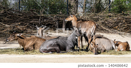 The nilgai or blue cow. Boselaphus tragocamelus is the largest Asian antelope The nilgai or blue cow. Boselaphus tragocamelus is the largest Asian antelope 140486642