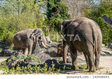 The Asian elephant, Elephas maximus also called Asiatic elephant The Asian elephant, Elephas maximus also called Asiatic elephant 140486643
