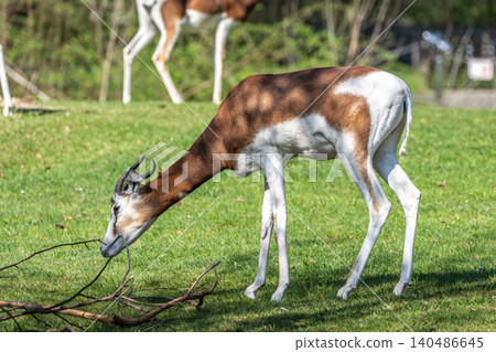 Dama gazelle, Gazella dama mhorr or mhorr gazelle is a species of gazelle Dama gazelle, Gazella dama mhorr or mhorr gazelle is a species of gazelle 140486645