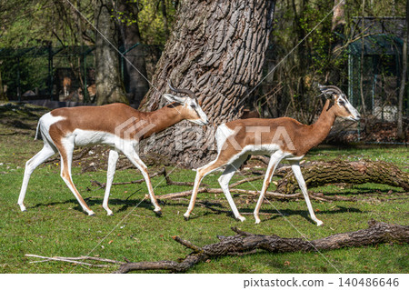 Dama gazelle, Gazella dama mhorr or mhorr gazelle is a species of gazelle Dama gazelle, Gazella dama mhorr or mhorr gazelle is a species of gazelle 140486646