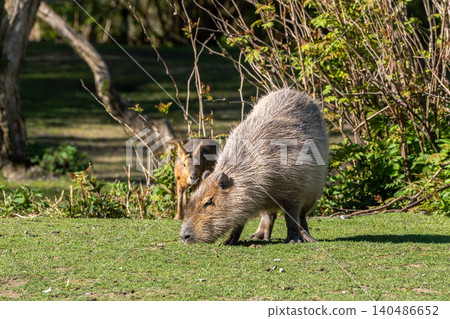 The Capybara, Hydrochoerus hydrochaeris is the largest living rodent in the world. The Capybara, Hydrochoerus hydrochaeris is the largest living rodent in the world. 140486652