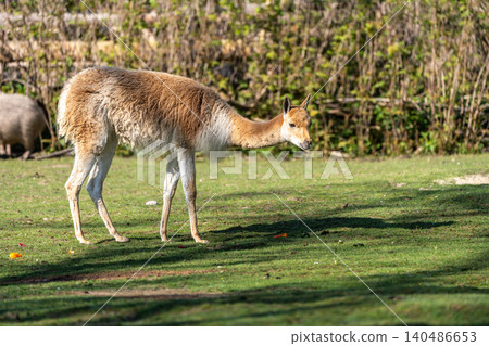 Vicunas, Vicugna Vicugna, relatives of the llama in a German park Vicunas, Vicugna Vicugna, relatives of the llama in a German park 140486653