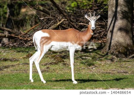 Dama gazelle, Gazella dama mhorr or mhorr gazelle is a species of gazelle Dama gazelle, Gazella dama mhorr or mhorr gazelle is a species of gazelle 140486654