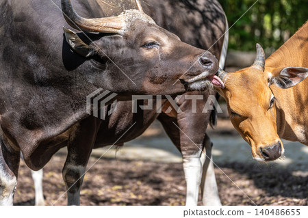 Family of Banteng, Bos javanicus or Red Bull is a type of wild cattle. Family of Banteng, Bos javanicus or Red Bull is a type of wild cattle. 140486655