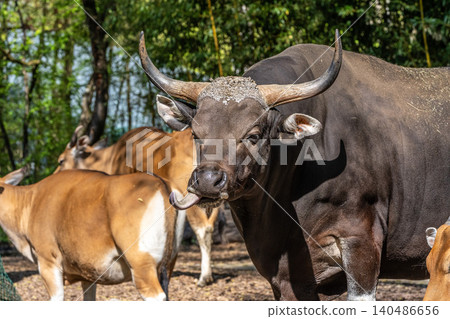 Family of Banteng, Bos javanicus or Red Bull is a type of wild cattle. 140486656