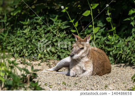 The agile wallaby, Macropus agilis also known as the sandy wallaby 140486658
