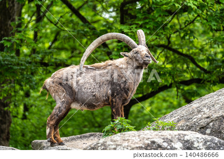 Alpine ibex, Capra ibex is a species of wild goat that lives in the mountains of the European Alps. Alpine ibex, Capra ibex is a species of wild goat that lives in the mountains of the European Alps. 140486666