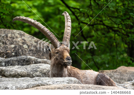 Alpine ibex, Capra ibex is a species of wild goat that lives in the mountains of the European Alps. Alpine ibex, Capra ibex is a species of wild goat that lives in the mountains of the European Alps. 140486668