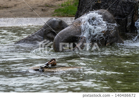 The Asian elephant, Elephas maximus also called Asiatic elephant bathing in a pond 140486672