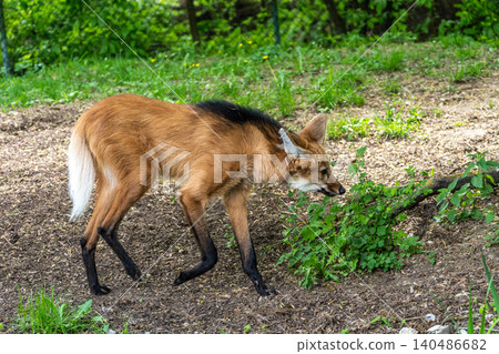The Maned Wolf, Chrysocyon brachyurus is the largest canid of South America The Maned Wolf, Chrysocyon brachyurus is the largest canid of South America 140486682