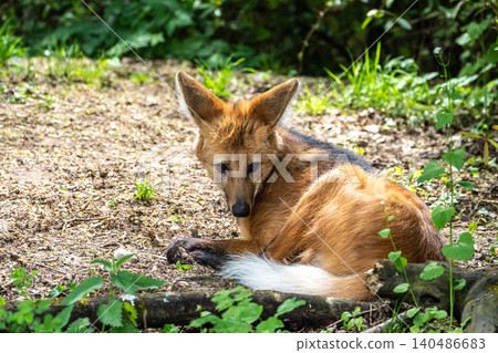 The Maned Wolf, Chrysocyon brachyurus is the largest canid of South America 140486683