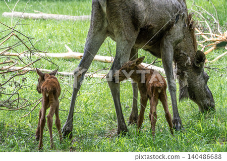 Family of moose or elk, Alces alces is the largest extant species in the deer family. Family of moose or elk, Alces alces is the largest extant species in the deer family. 140486688