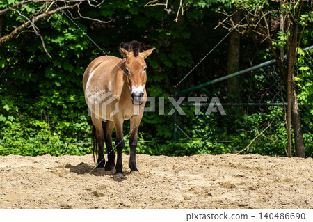 Przewalski's horse or Mongolian wild horse, Equus ferus przewalskii grazing on a field in Munich, Bavaria, Germany Przewalski's horse or Mongolian wild horse, Equus ferus przewalskii grazing on a field in Munich, Bavaria, Germany 140486690