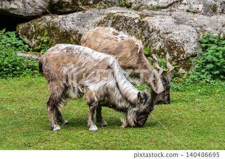 Turkmenian markhor, Capra falconeri heptneri living on the rocks Turkmenian markhor, Capra falconeri heptneri living on the rocks 140486695