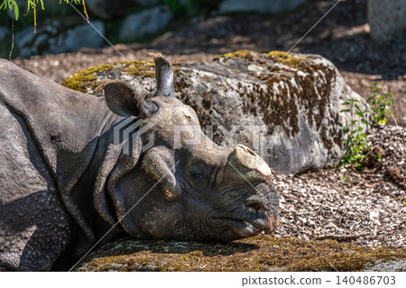 The Indian Rhinoceros, Rhinoceros unicornis aka Greater One-horned Rhinoceros The Indian Rhinoceros, Rhinoceros unicornis aka Greater One-horned Rhinoceros 140486703