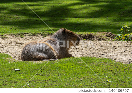 The Capybara, Hydrochoerus hydrochaeris is the largest living rodent in the world. The Capybara, Hydrochoerus hydrochaeris is the largest living rodent in the world. 140486707