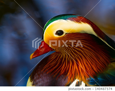 Portrait of a Mandarin duck against a background of water Portrait of a Mandarin duck against a background of water 140487374