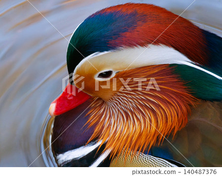 Portrait of a Mandarin duck against a background of water Portrait of a Mandarin duck against a background of water 140487376