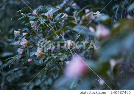 Pink flowers blooming in a rose garden in autumn Pink flowers blooming in a rose garden in autumn 140487495