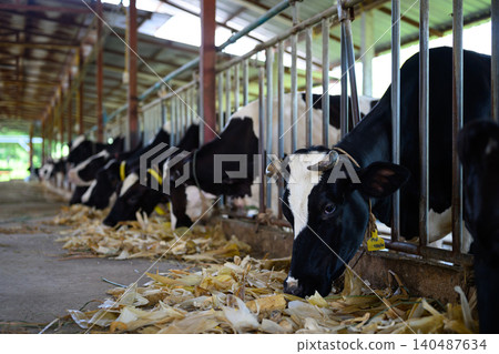 Cows eating crops in cows on dairy farm in barn. Banner modern meat and milk production or livestock industry Cows eating crops in cows on dairy farm in barn. Banner modern meat and milk production or livestock industry 140487634
