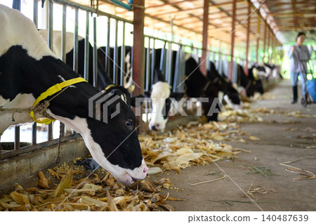 Cows eating crops in cows on dairy farm in barn. Banner modern meat and milk production or livestock industry Cows eating crops in cows on dairy farm in barn. Banner modern meat and milk production or livestock industry 140487639