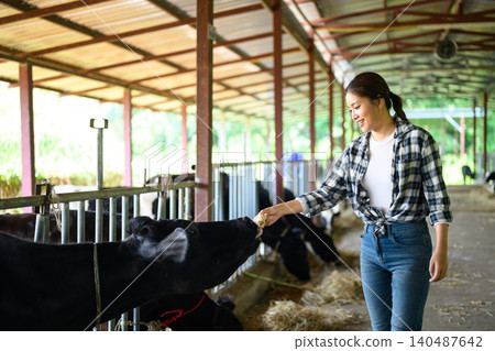 Female farmer feeding cow in barn, dairy farming and livestock care scene 140487642