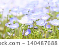 開花在春天花床上的 Nemophila 藍色花 140487688