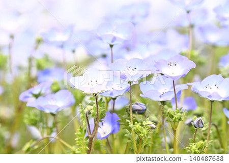 開花在春天花床上的 Nemophila 藍色花 開花在春天花床上的 Nemophila 藍色花 140487688